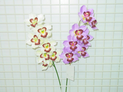 ORCHID SPRAY