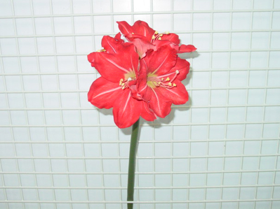 MP AMARYLLIS X 5