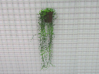 PEAS HANGING VINE W/POT