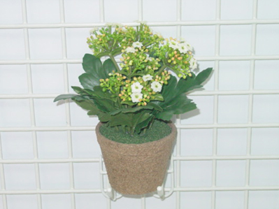 SM KALANCHOE IN POT