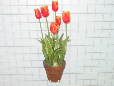 TULIP X 6 IN POT