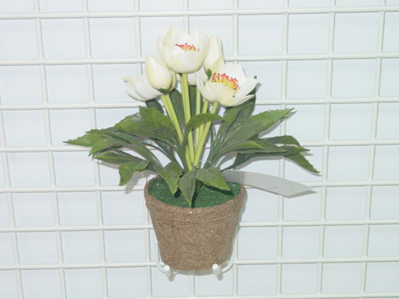 X'MAS ROSE IN POT