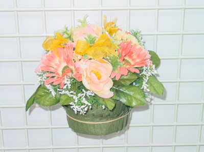 CAMELLIA DAISY IN POT