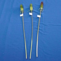 Sell 68 CM SERRATA STEM