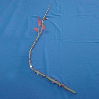 Sell 120 CM ROSE STEM W/6 AUTUMN LVS