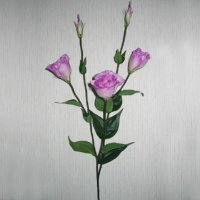 Sell EUSTOMA SPRAY X 3 FLS, 2 BUDS