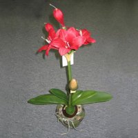 Sell AMARYLLIS X 5 W/7 LVS ON POT