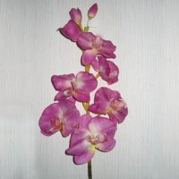 Sell SINGLE PHALEANOPSIS ORCHID SPRAY