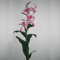 Sell 89 CM SINGLE DENBROBIUM SPRAY X W/6 LVS