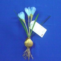 Sell 32 CM SATIN CROCUS X 2 W/BLUE