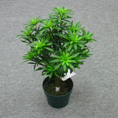 Sell 53 CM PODOCARPS LARGE BUSH W/80 LVS