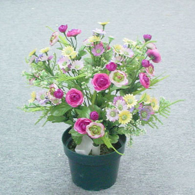 Sell 40 CM CAMELLIA/DAISY BUSH X 18