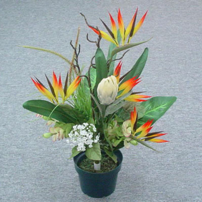 Sell 60 CM BIRD OF PARADISE/PROTEA BUSH X 12