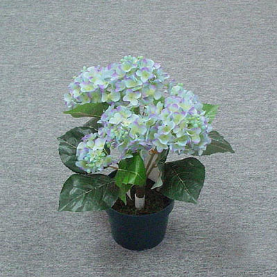 Sell 41 CM TEFATA HYDRANGEA BUSH X 5