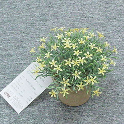 Sell 14 CM STAR FLOWER W/POT
