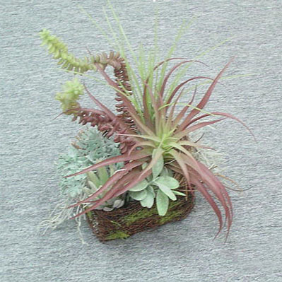 Sell 30 CM CACTUS & ALEO W/BASKET