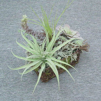 Sell 35 CM ALOE/SEDUM W/POT