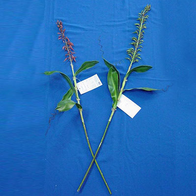 Sell 90 CM CHLOROPHYTUM W/4 LVS