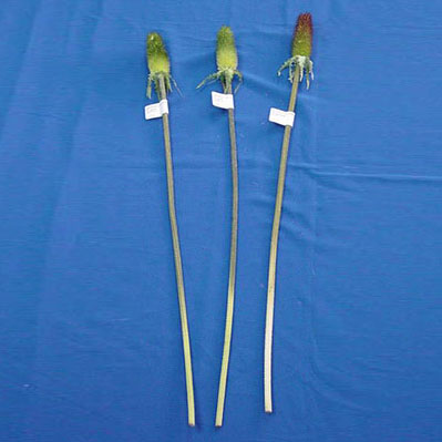 Sell 68 CM SERRATA STEM