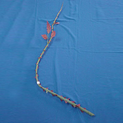 Sell 120 CM ROSE STEM W/6 AUTUMN LVS