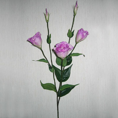 Sell EUSTOMA SPRAY X 3 FLS, 2 BUDS