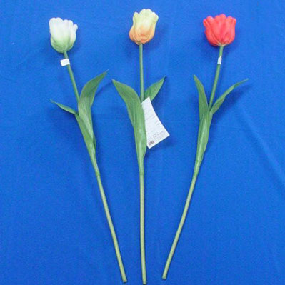 Sell 62 CM TULIP W/2 LVS