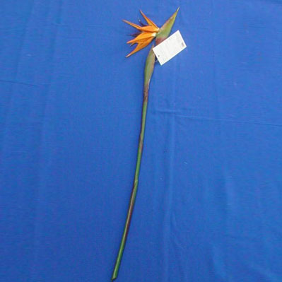 Sell 85 CM BIRD OF PARADISE
