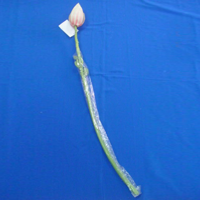 Sell 98 CM ENSETE