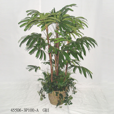 Sell 6' RHAPIS PALM TREE (3 TRUNK) W/FOLIAGE IN POT