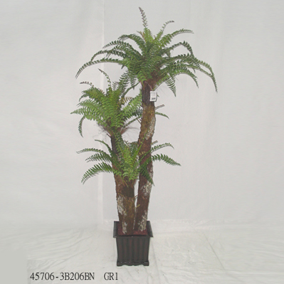 Sell 6' FISHTAIL FERN TREE IN POT