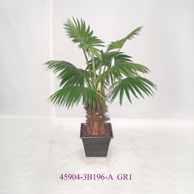 Sell 4' FAN PALM W/POT