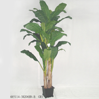 Sell 9.5' BANANA TREE W/S TRUNKS IN POT