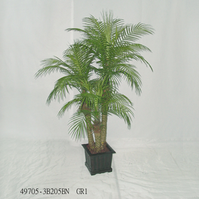 Sell 5' PHOENIX PALM 3 TRUNKS W/BAMBOO POT