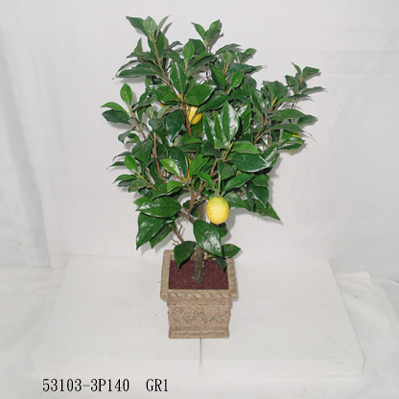 Sell 3' LEMON TREE W/POT