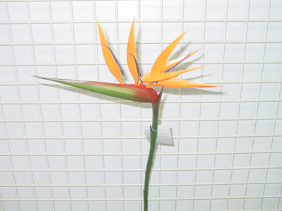 Sell 37 inches BIRD OF PARADISE SPRAY