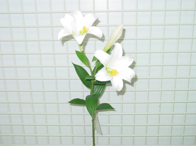 Sell EASTER LILY X 3