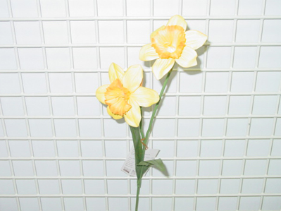 Sell DAFFODIL X 2 W/2 LVS