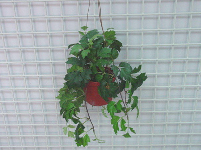 Sell GRAPE IVY HANGING X 12