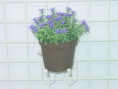 Sell STAR FLOWER W/POT