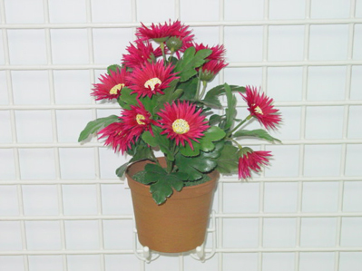 Sell GERBERA DAISY IN POT