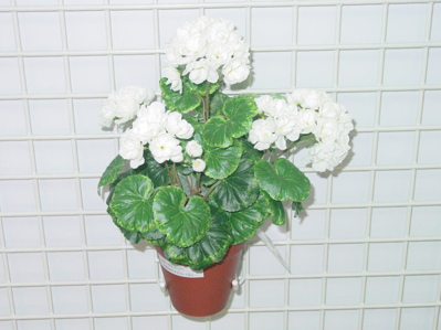Sell GERANIUM BUSH IN POT