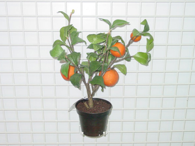 Sell ORANGE TREE IN POT