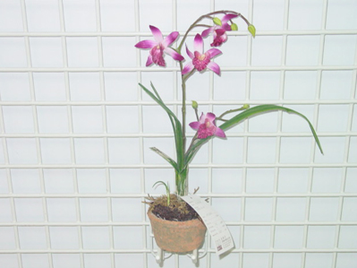 Sell ORCHID IN POT
