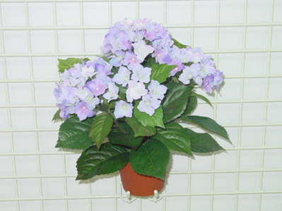 Sell HYDRANGEA BUSH X 7 IN POT