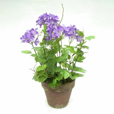 Sell BLOSSOM FLOWER BUSH X 7 IN PAPER POT