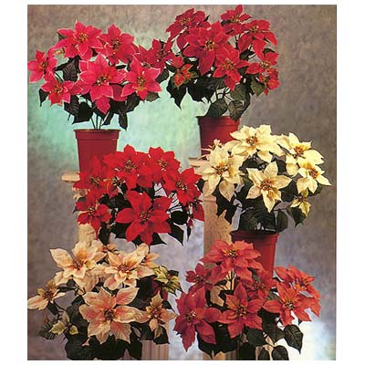 Flower Bush Arrangement