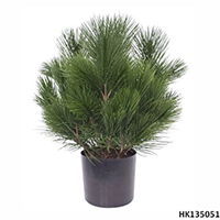 Pine with Pot