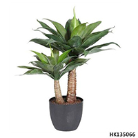 Yucca wtih Plastic Pot