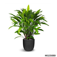 Calathea with Plastic Pot H60cm