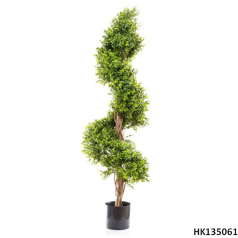 Spiral Baxus with Pot